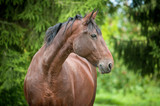 Fototapeta Konie - Portrait of beautiful bay horse in summer