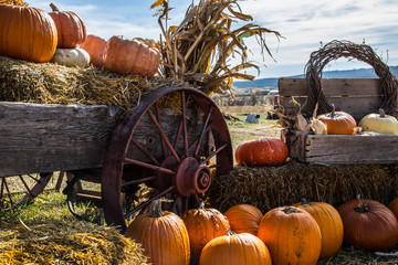 pumpkin patch for halloween