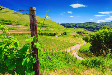 Wall Mural - Beautiful landscape with sunlit vineyards and old picturesque town in the distance. Germany, Black forest, Kaiserstuhl. Toned.