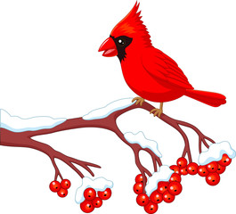 Wall Mural - Cartoon beautiful cardinal bird posing on the berry tree