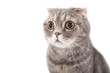 Portrait of a surprised cat breed Scottish Fold..
