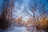 Fototapeta Natura - Sunset between the trees strains in winter forest