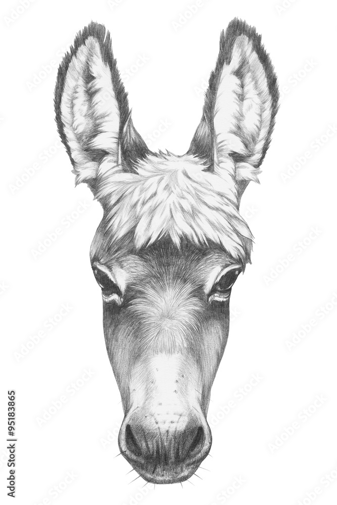 portrait-of-donkey-hand-drawn-illustration-stock-illustration-adobe
