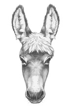 Portrait Of Donkey. Hand Drawn Illustration.