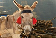 A Donkey With Red Tassels Waiting To Be Loaded With Wood
