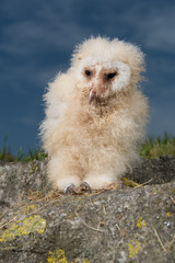  bebe Chouette Effraie