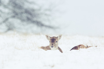 Wall Mural - a pair of fallow deer in the winter snow