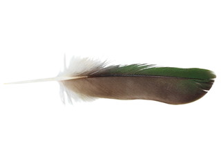 Wall Mural - Feather parrot isolated on white background  with clipping path