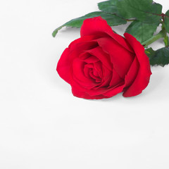 Wall Mural - single red rose