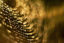 Abstract Dewdrops On Spider Web