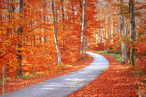 red-and-gold-color-saturated-sunny-autumn-season-forest-with-beautiful-winding-asphalt-road-magical-oversaturated-autumn-forest-tree-leaves