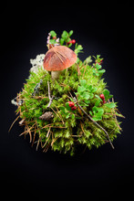 Orange Cap Mushroom With Cranberry In Moss Isolated On Black