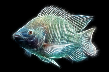 Tilapia Fish Fractals