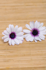 White gerbera daisy on mat