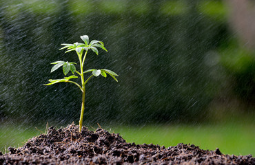 Green seedling growing on the ground in the rain