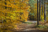 Fototapeta Na ścianę - Las w pięknych jesiennych kolorach w pogodny dzień. Pięknie wybarwione jesienne liście na drzewach.