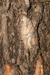 Pine tree bark texture.
