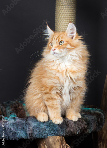 Maine Coon Katze Kaufen Sie Dieses Foto Und Finden Sie Ahnliche