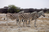 Fototapeta Konie - Damara zebra, Equus burchelli  herd in steppe, Etosha, Namibia