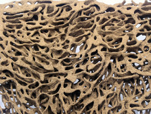 Termite Nests White Background