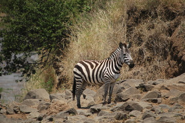 Canvas Print - Plains zebra (Equus quagga) at Masai Mara