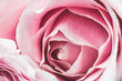 Pink Rose Flower with shallow depth of field and focus the centre of rose flower 