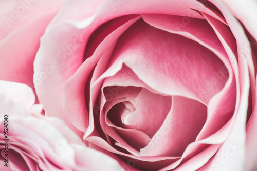 Plakat na zamówienie Pink Rose Flower with shallow depth of field and focus the centre of rose flower 