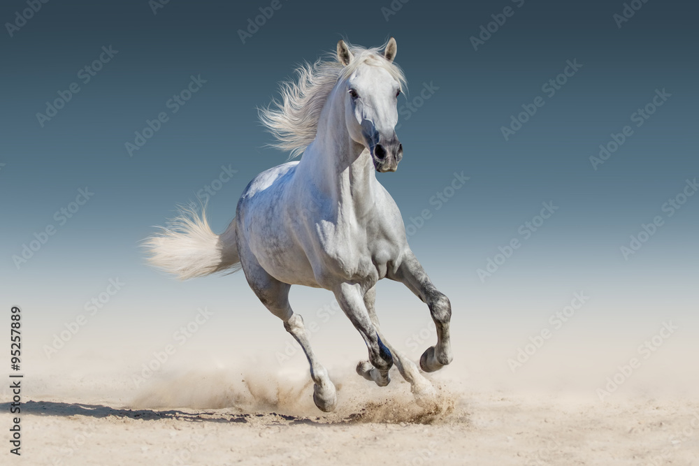 WHite horse run gallop - obrazy, fototapety, plakaty 