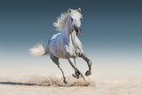 Fototapeta Konie - WHite horse run gallop