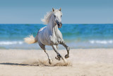 Fototapeta Konie - Horse run against the ocean