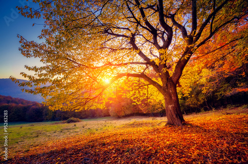 Fototapete - beautiful autumn trees