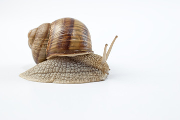 Garden snail isolated on white background