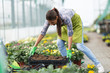 © BalanceFormCreative - Female florist working in her greenhouse,selecting flowers.