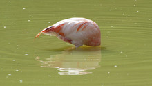 Pink Flamingos Buried His Head In The Water..