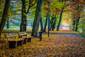 Beautiful autumn scene in park in golden morning light at sunrise, 