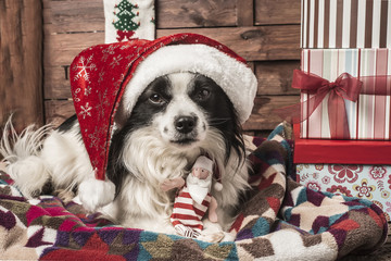 Wall Mural - Christmas dogs