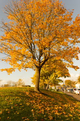 Poster - Beautiful and bright,  maple tree with orange leaves in Autumn