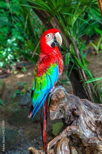 Naklejka - mata magnetyczna na lodówkę Red Macaw