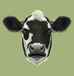 Illustraited Portrait of Cow