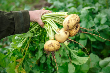 Wall Mural - Hand dragging young turnip