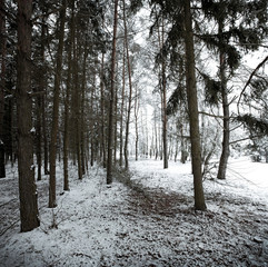 Canvas Print - Winter