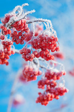 Mountain Ash Clusters In Hoarfrost Against The Blue Sky