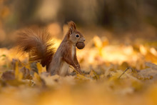 Squirrel, Autumn, Nut And Dry Leaves