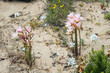 Flowering desert Chilean Atacama
