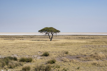 Etosha pan