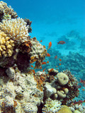 Fototapeta Do akwarium - coral reef with hard corals and fishes anthias in tropical sea, underwater