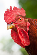 Rhode Island Red Rooster Close Up