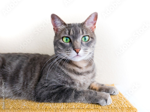 gray tabby cat with green eyes