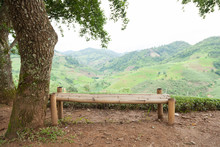 Bench Under A Tree