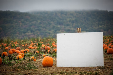 blank sign in a pumpkin patch